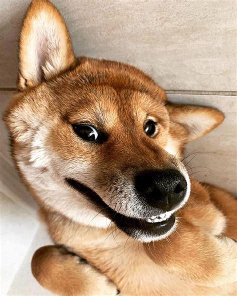 shiba funny